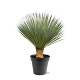 Yucca Rostrata ↕ 100 cm hoch ⟷ 40 cm Topf