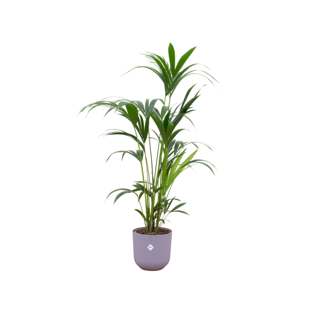 Kentia palm in Elho pot -Jazz Round lila ↕ 160 cm hoog  ⟷ 26 cm pot