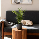 Chamaedorea elegans - 4 Pflanzen mit grauem Topf