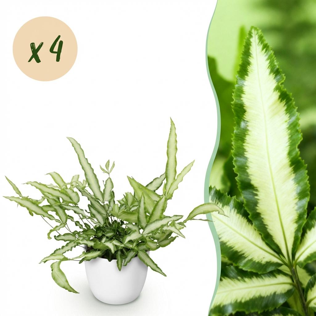 Pteris cretica Albolineata – 4 Pflanzen mit weißem Topf