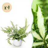 Pteris cretica Albolineata – 4 Pflanzen mit weißem Topf