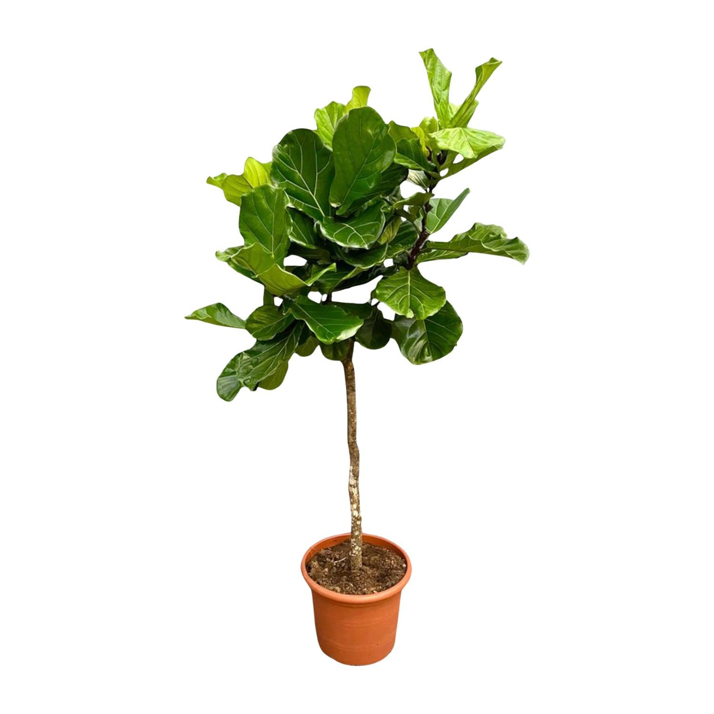 Ficus Lyrata Árbol ↕ 200 cm de alto ⟷ maceta de 40 cm