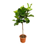 Ficus Lyrata Árbol ↕ 200 cm de alto ⟷ maceta de 40 cm