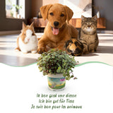 Calissia Repens - 4 Pflanzen mit weißem Topf