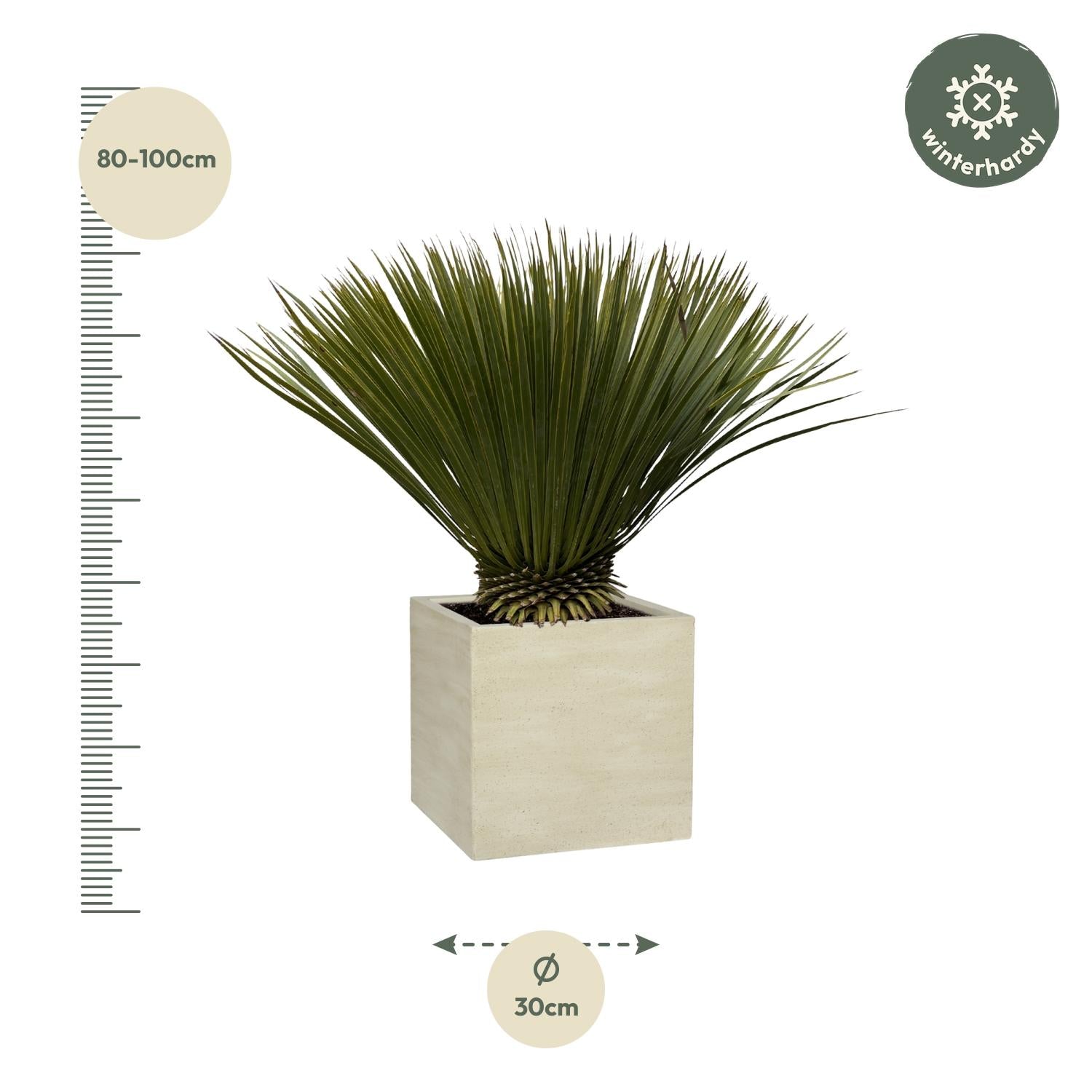 Yucca Rostrata ↕ 70 cm hoog  ⟷ 30 cm pot