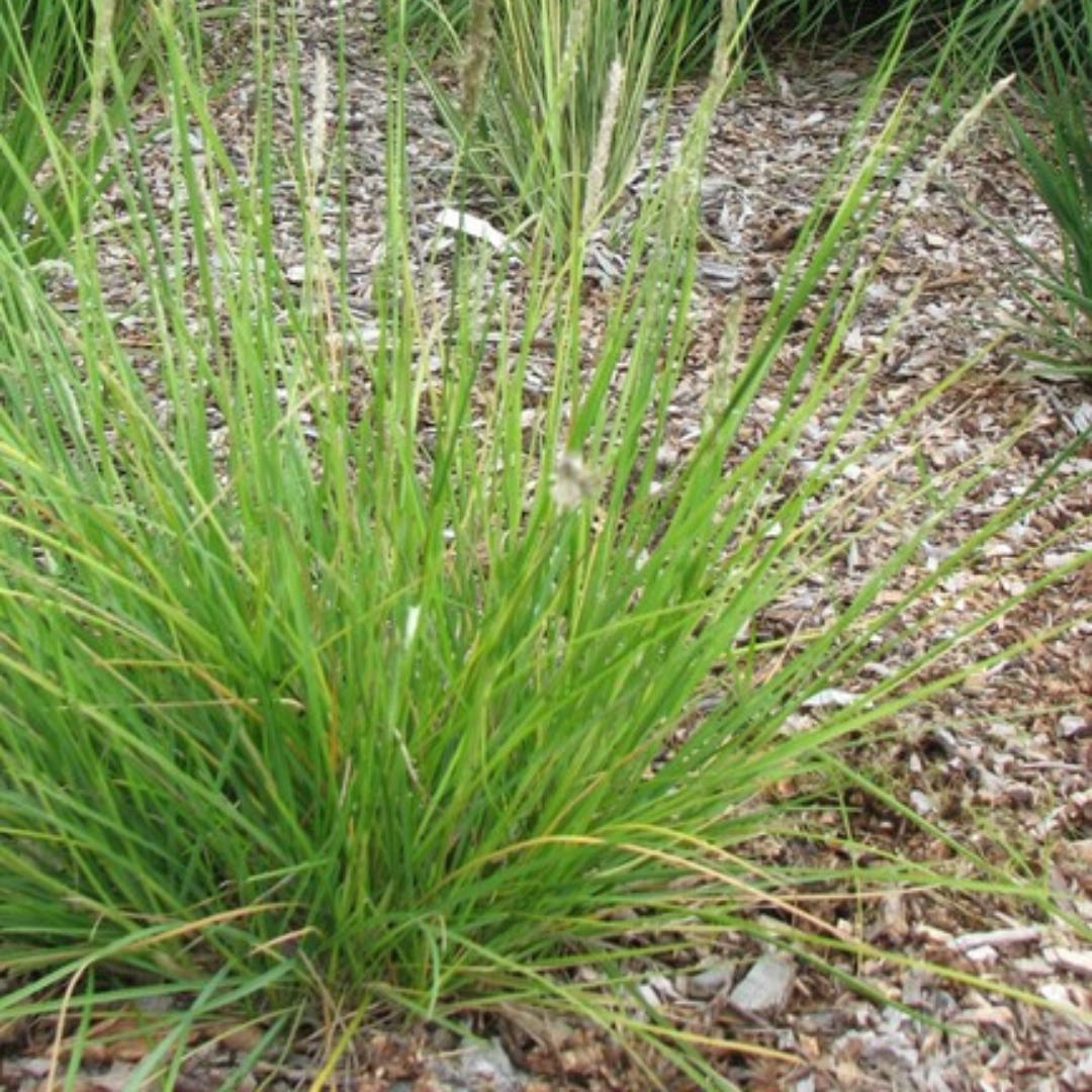 Sesleria Autumnalis - 48 Pflanzen ↕ 10-25 cm hoch ⟷ 9 cm Topf