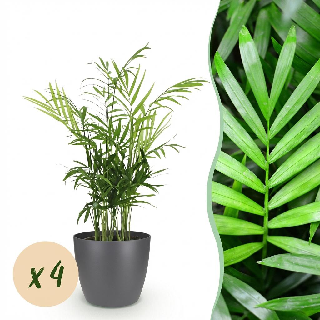 Chamaedorea elegans - 4 Pflanzen mit grauem Topf
