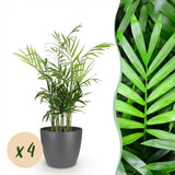 Chamaedorea elegans - 4 Pflanzen mit grauem Topf