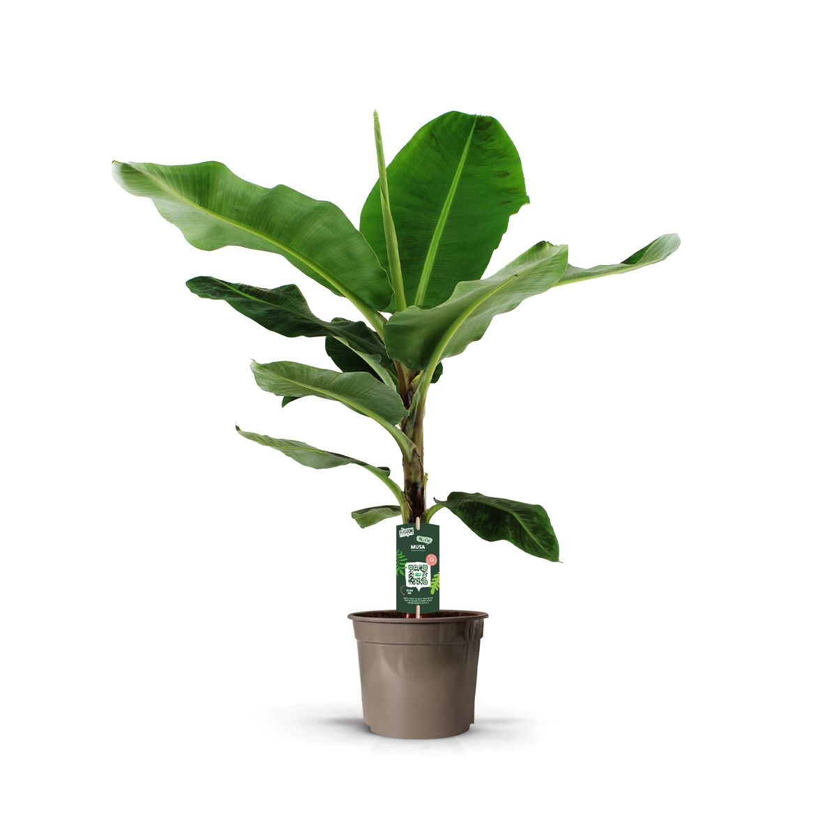 Musa - 150 cm ⟷ 27 cm pot