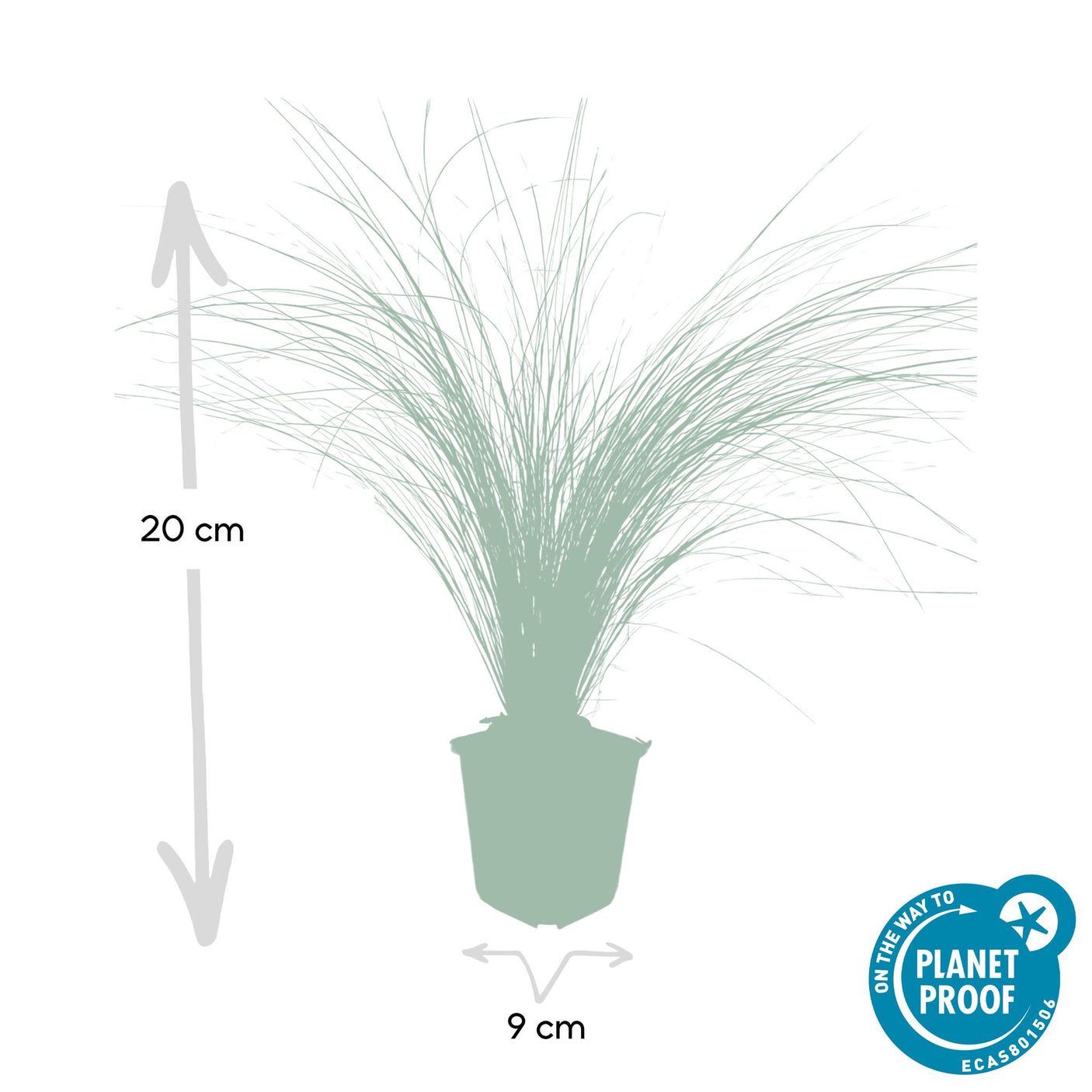 Stipa Tenuissima 'Ponytails' - 48 Pflanzen ↕ 10-25 cm hoch ⟷ 9 cm Topf