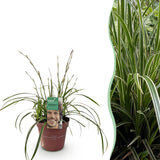 Carex Morrowii Ice Dance - 1 Pflanze ↕ 50 cm hoch ⟷ 17 cm Topf