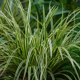 Carex Morrowii Ice Dance - 1 Pflanze ↕ 50 cm hoch ⟷ 17 cm Topf