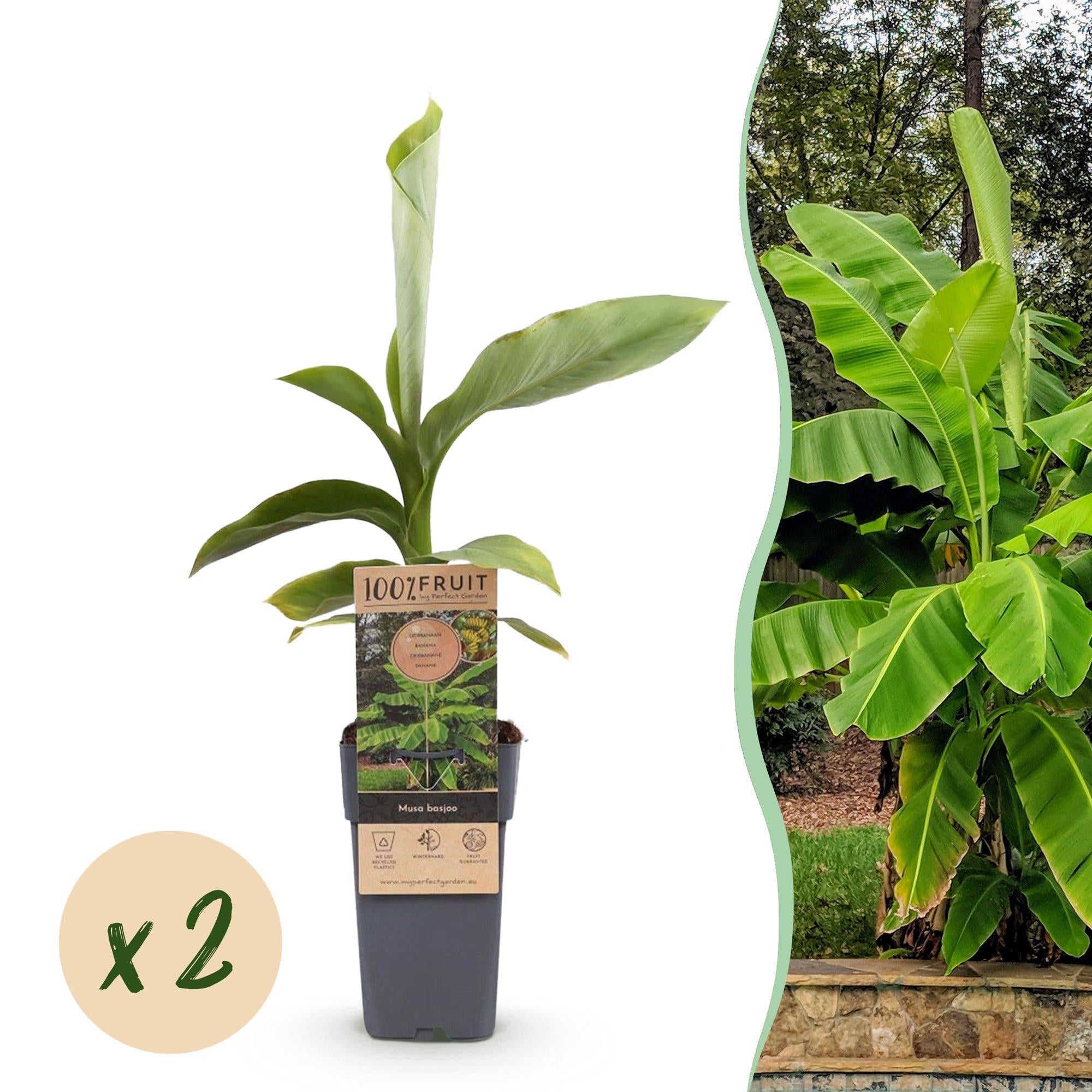 Musa Basjoo – 2 Pflanzen ↕ 50 cm hoch ⟷ 15 cm Topf