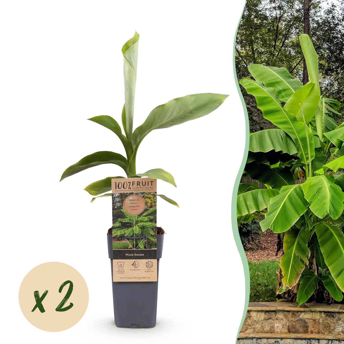 Musa Basjoo – 2 Pflanzen ↕ 50 cm hoch ⟷ 15 cm Topf