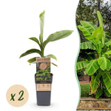 Musa Basjoo – 2 Pflanzen ↕ 50 cm hoch ⟷ 15 cm Topf