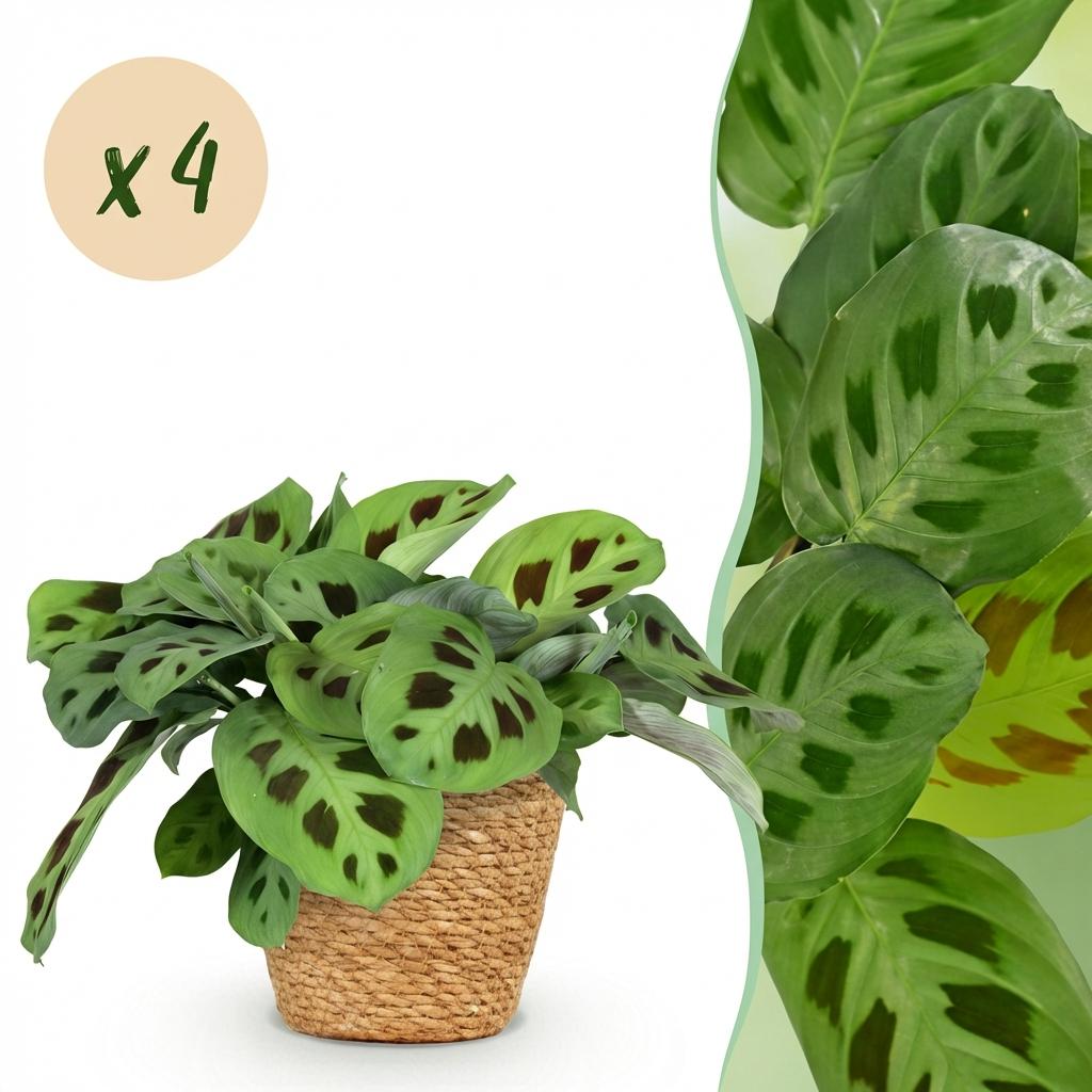 Maranta Fascinator Kerchoveana – 4 Pflanzen mit Korb