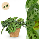 Maranta Fascinator Kerchoveana – 4 Pflanzen mit Korb