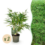 Fargesia Rufa - 2 Pflanzen - Immergrün - Nicht wuchernd - Topf 17cm Höhe 60cm