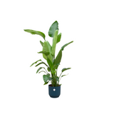 Strelitzia Nicolai in Elho pot - Vibes Fold Round blauw ↕ 160 cm hoog  ⟷ 30 cm pot