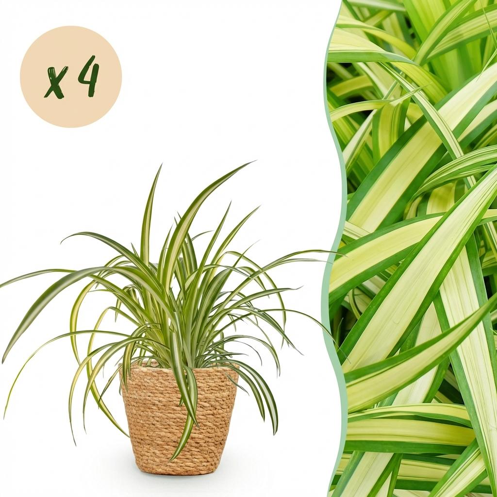 Grünlilie (Chlorophytum Comosum Variegatum) - 4 Pflanzen mit Korb