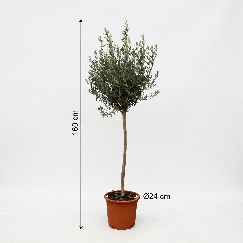 Olea Europaea auf Stamm ↕ 160 cm hoch ⟷ 24 cm Topf