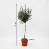 Olea Europaea auf Stamm ↕ 160 cm hoch ⟷ 24 cm Topf