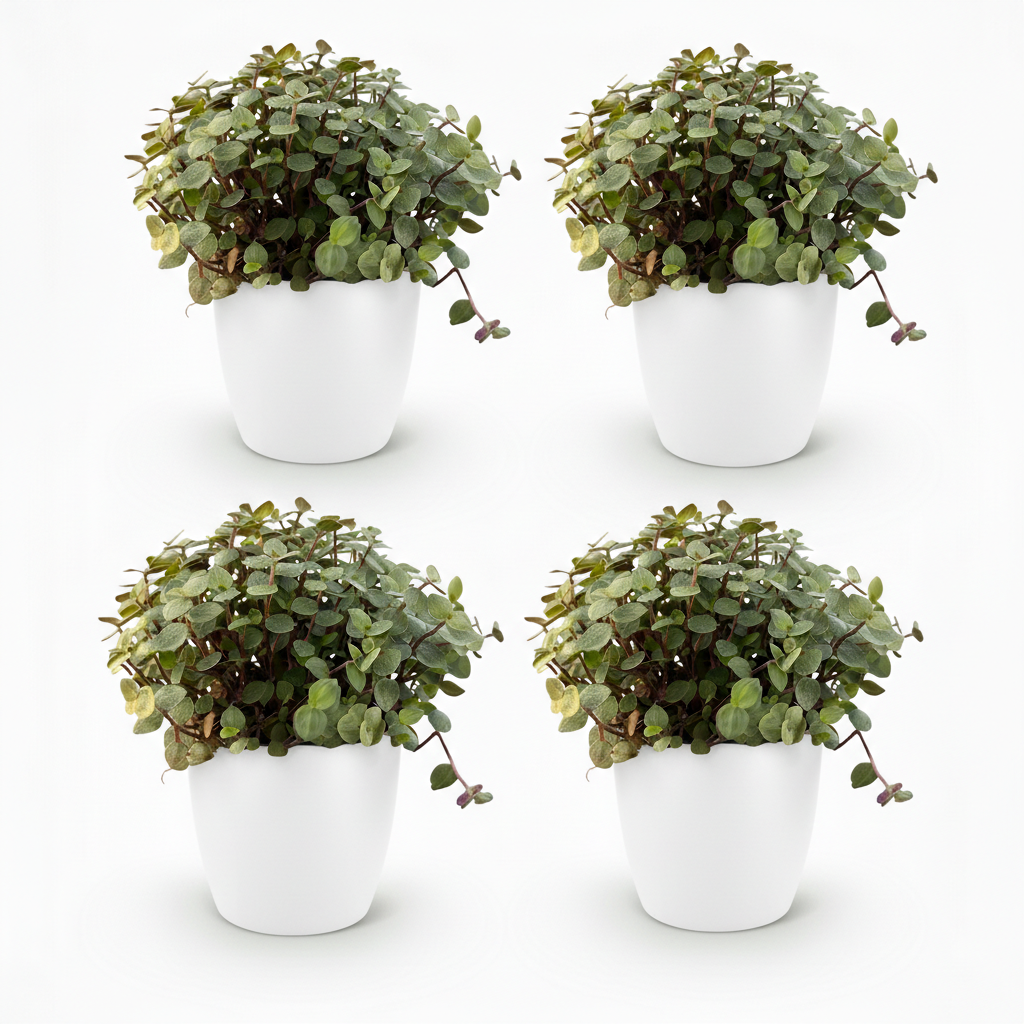 Calissia Repens - 4 Pflanzen mit weißem Topf