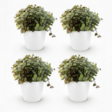 Calissia Repens - 4 Pflanzen mit weißem Topf