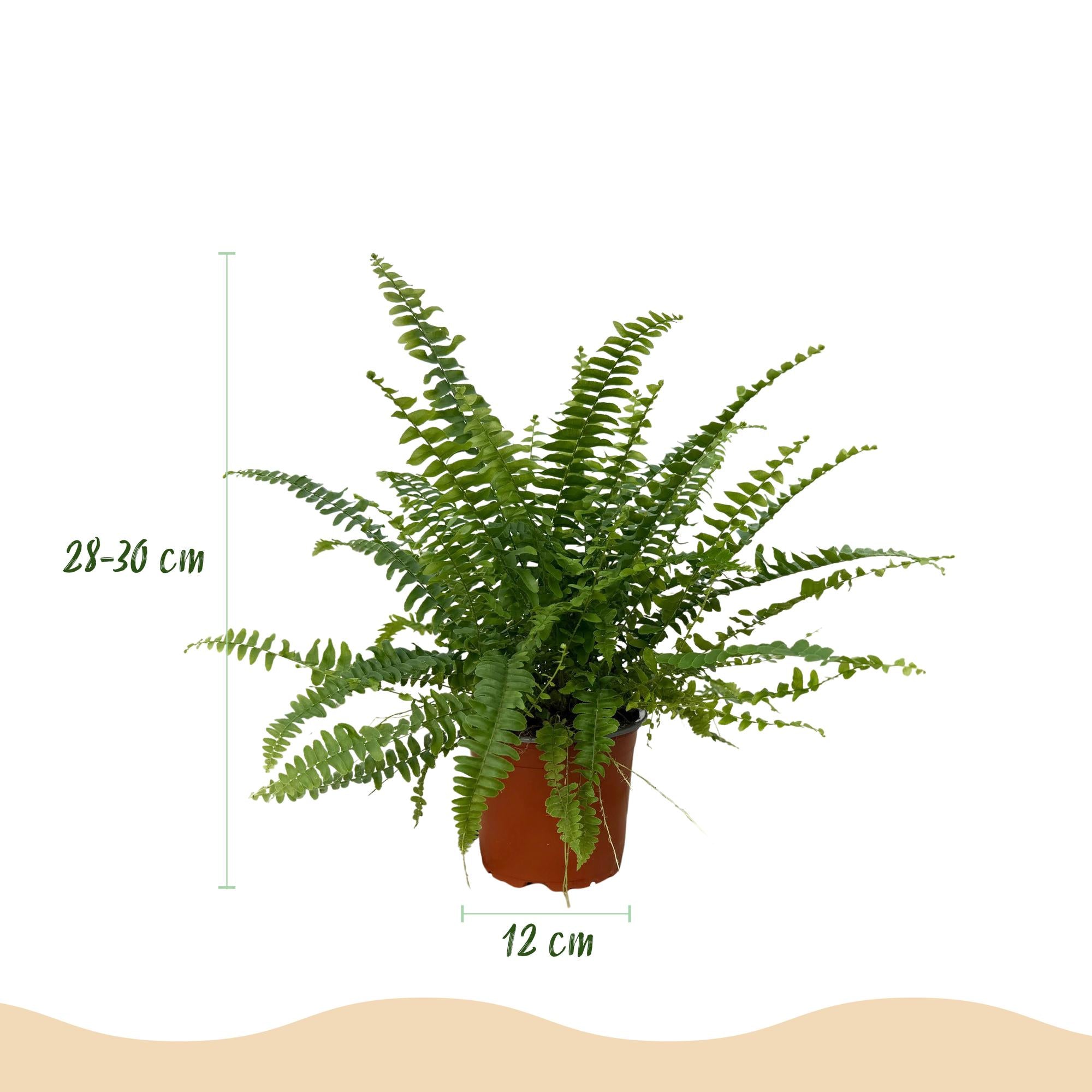 Nephrolepsis exaltata Green Lady - 4 Pflanzen mit Grauem Topf