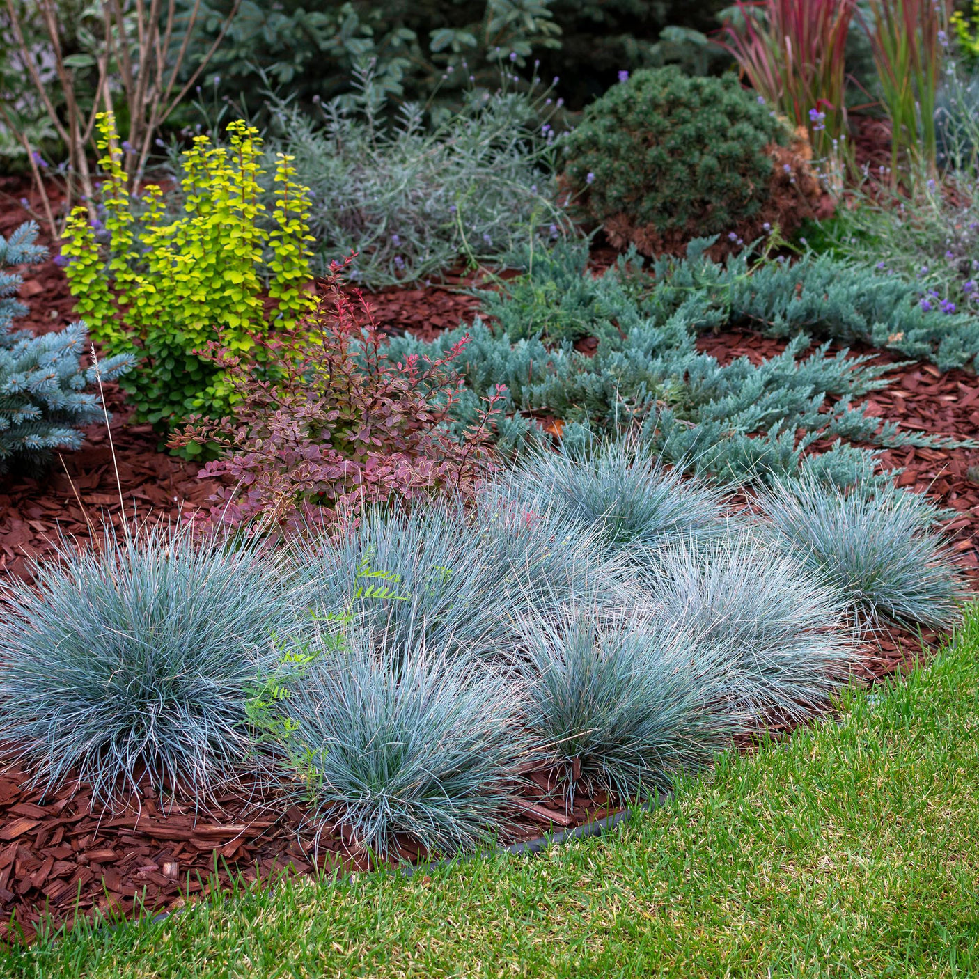 Festuca Glauca Intense Blue – 1 Pflanze ↕ 50 cm hoch ⟷ 17 cm Topf