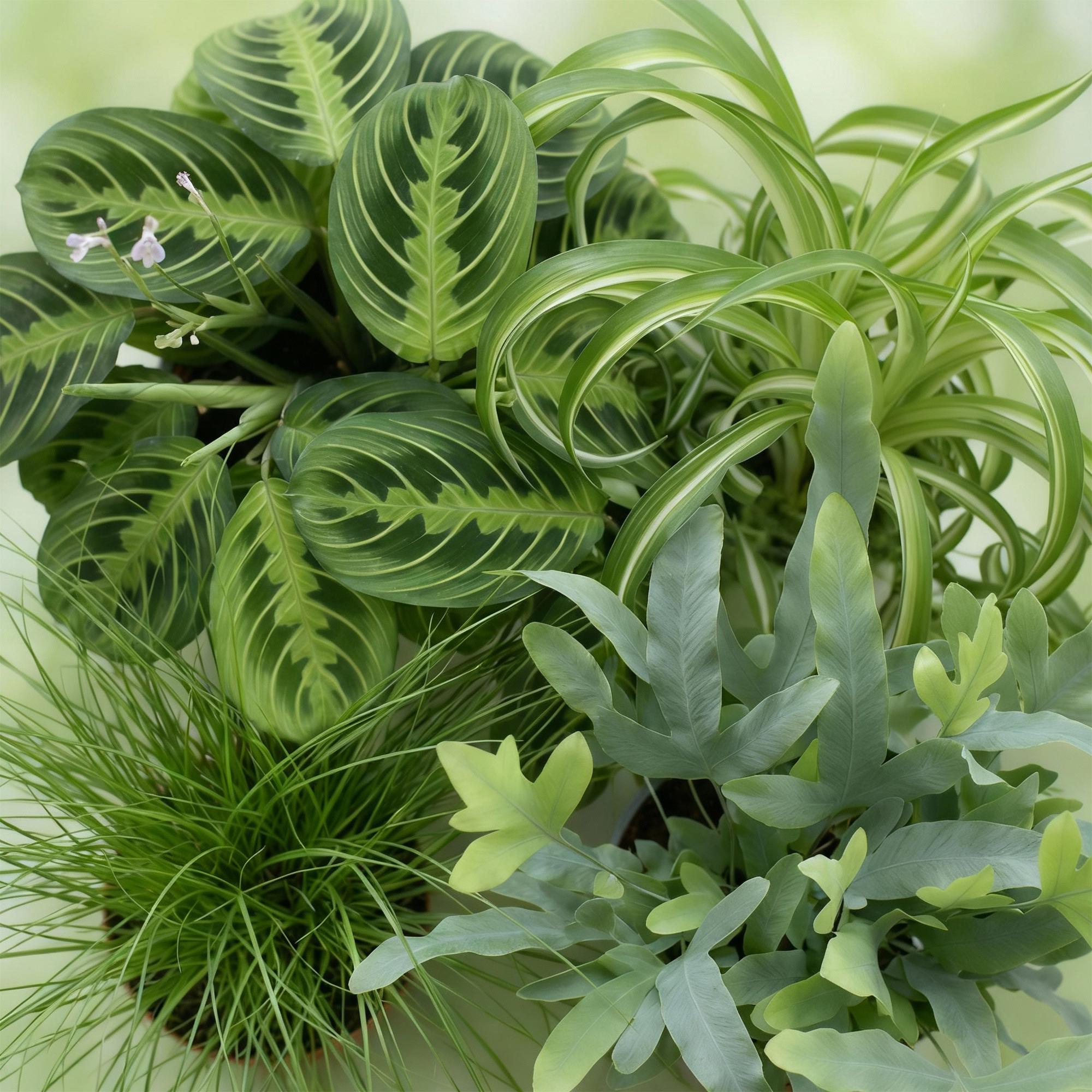 Chlorophytum - Cyperus - Phlebodium - Marantha - 4 Planten in Witte pot