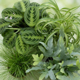 Chlorophytum - Cyperus - Phlebodium - Marantha - 4 Planten in Witte pot