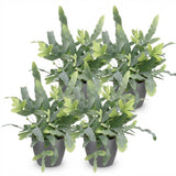 Phlebodium aureum Blue Star – 4 Pflanzen mit grauem Topf