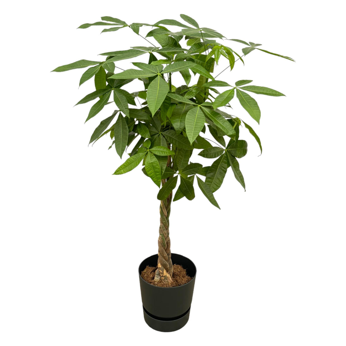 Pachira Aquatica in Elho pot - Greenville Round zwart ↕ 160 cm hoog  ⟷ 30 cm pot