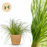 Cyperus alternifolius Zumula – 4 Pflanzen mit Korb