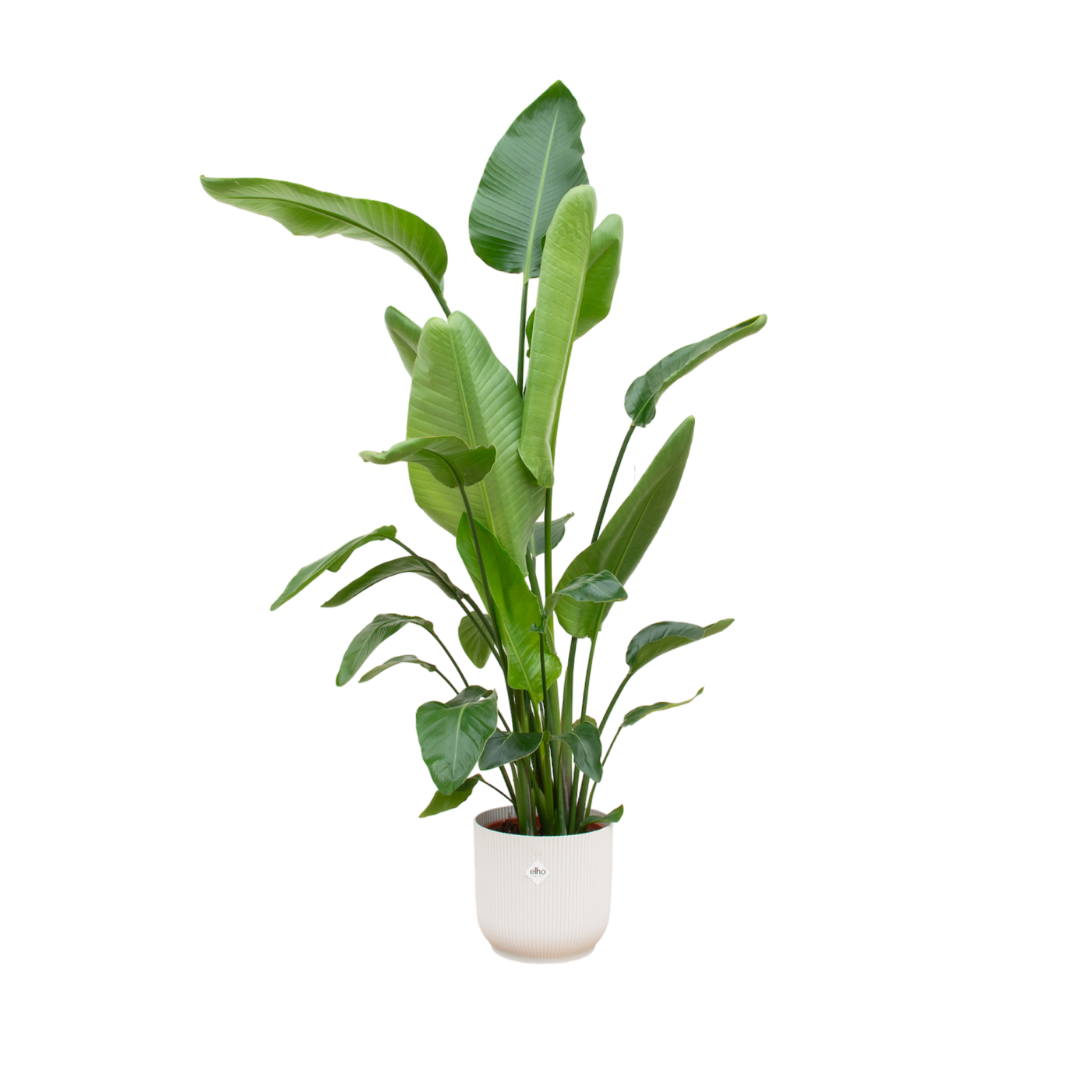 Strelitzia Nicolai in Elho pot - Vibes Fold Round wit ↕ 180 cm hoog  ⟷ 30 cm pot