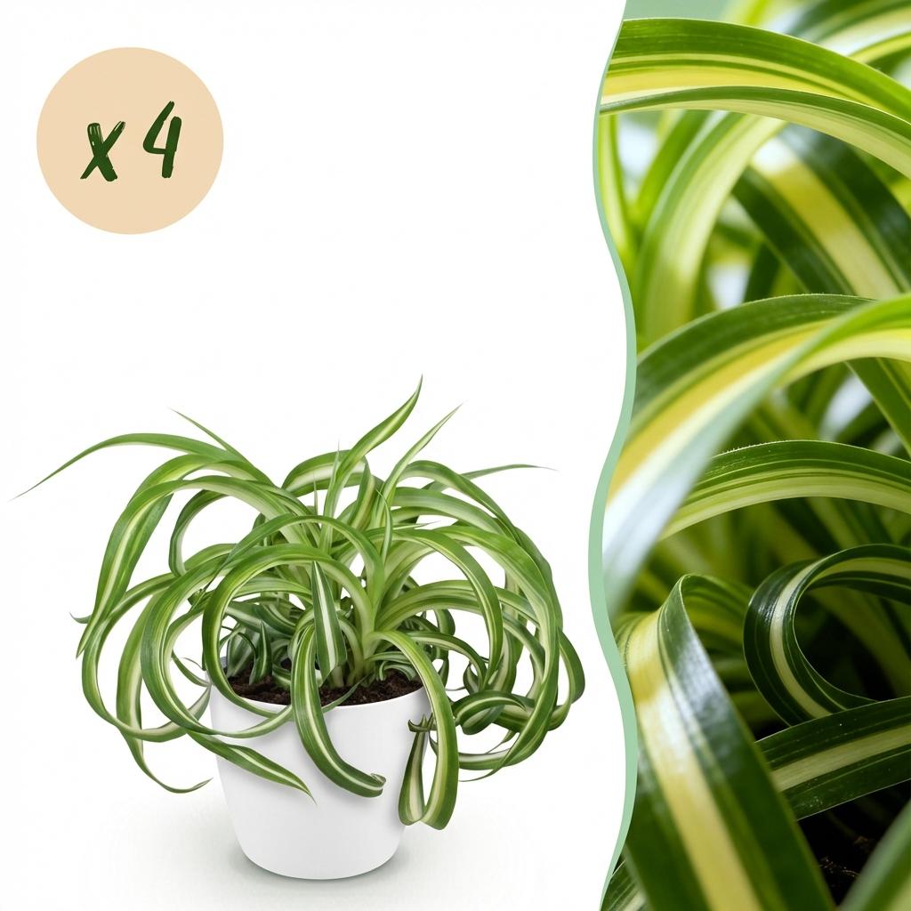 Chlorophytum comosum Bonnie - 4 Planten in Witte pot