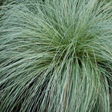 Carex Comans Frosted Curls – 1 Pflanze ↕ 50 cm hoch ⟷ 17 cm Topf