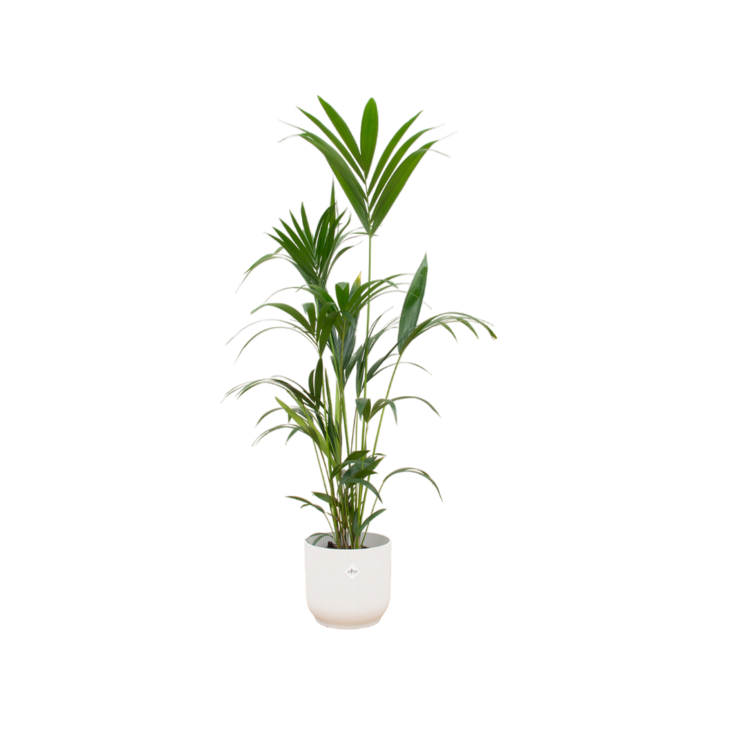 Kentia palm in Elho pot - Vibes Fold Round wit ↕ 160 cm hoog  ⟷ 30 cm pot