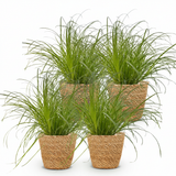 Cyperus alternifolius Zumula – 4 Pflanzen mit Korb