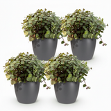 Calissia repens - 4 Pflanzen mit grauem Topf