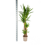 Yucca Elephantipes ↕ 150 cm hoog  ⟷ 27 cm pot