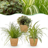 Zypergras - Callisia - Grünlilie - 3 Pflanzen mit Korb
