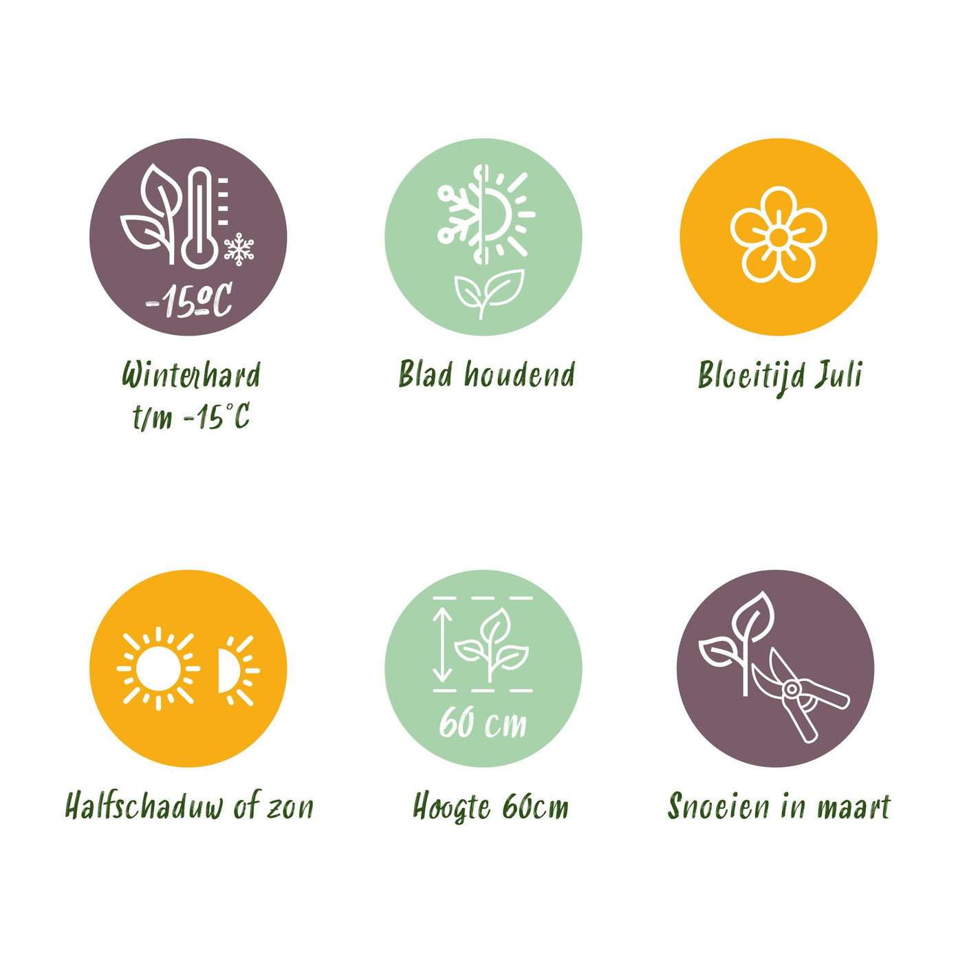 Carex Oshimensis Intense Green - 2 Plantas ↕ 50 cm alto ⟷ 17 cm maceta