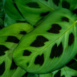 Maranta Fascinator Kerchoveana - 4 Pflanzen mit grauem Topf