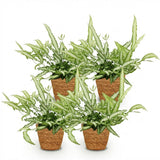 Pteris cretica Albolineata – 4 Pflanzen mit Korb