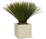 Yucca Rostrata ↕ 70 cm hoog  ⟷ 30 cm pot