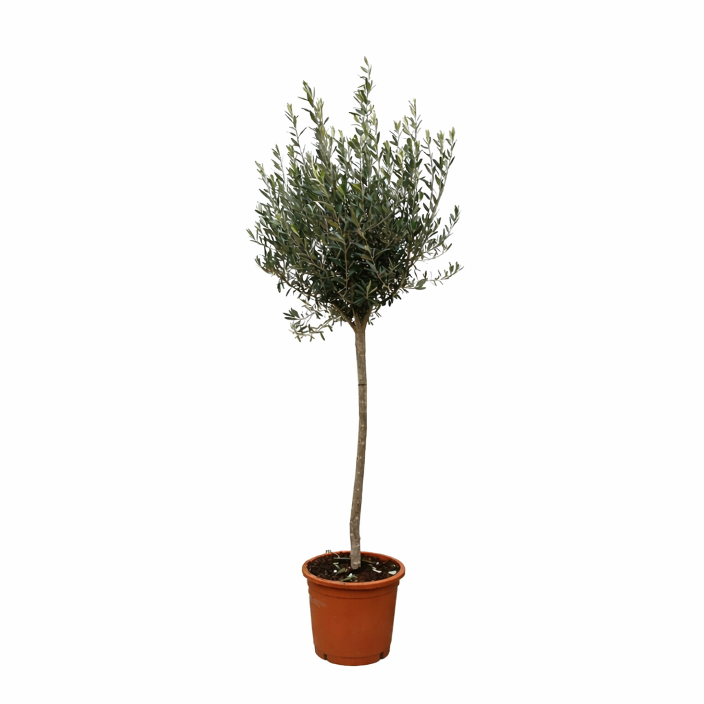 Olea Europaea auf Stamm ↕ 160 cm hoch ⟷ 24 cm Topf