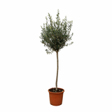 Olea Europaea auf Stamm ↕ 160 cm hoch ⟷ 24 cm Topf