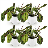 Maranta Fascinator Tricolour - 4 Planten in witte pot